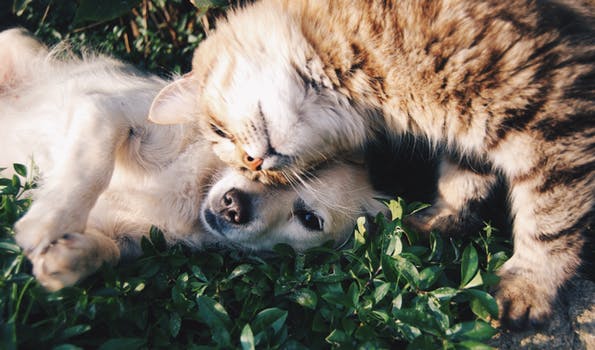 Are Essential Oils Safe for Your Pet?